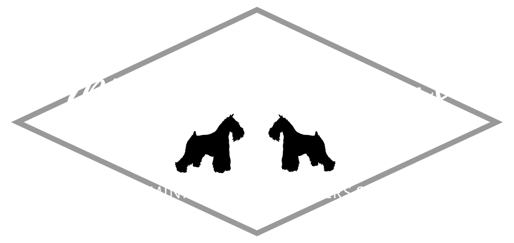 akc miniature schnauzer puppies for sale