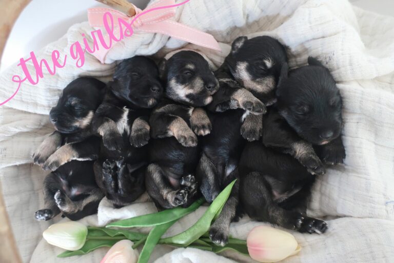 black and silver miniature schnauzer female puppies - Midnight Schnauzers - Arkansas