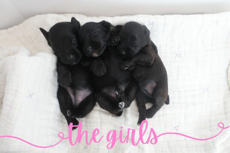 black female miniature schnauzer puppies snuggling - Midnight Schnauzers - Arkansas