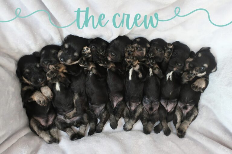 litter of 9 black and silver miniature schnauzer puppies - Midnight Schnauzers Arkansas