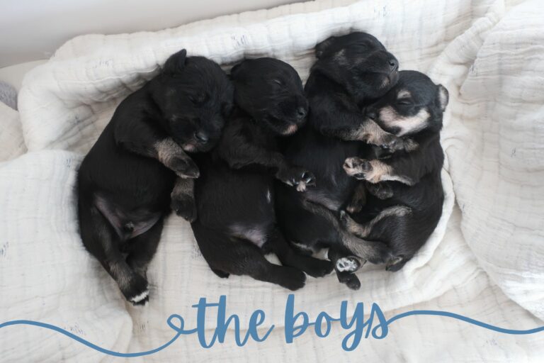 male miniature schnauzer puppies for sale - Midnight Schnauzers - Arkansas