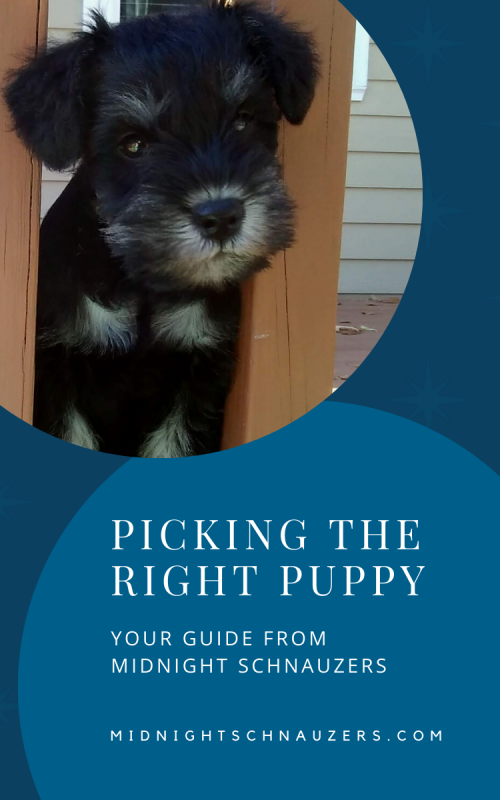 Female Miniature Schnauzer puppy- Midnight Schnauzers - Arkansas