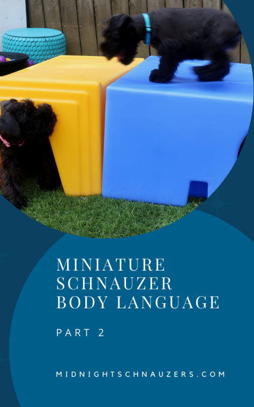 Miniature Schnauzer Body language 2 - Midnight Schnauzers - Arkansas
