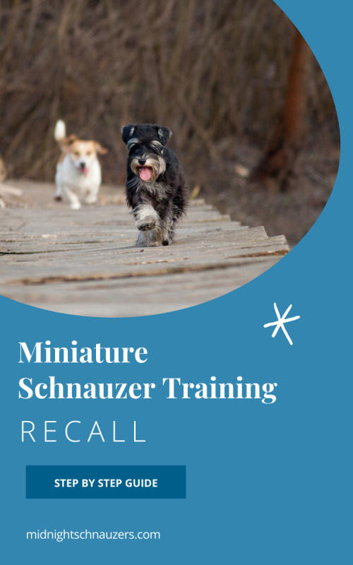 Miniature Schnauzer Recall - Midnight Schnauzers - Arkansas