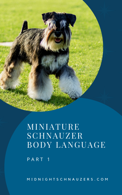 Miniature Schnauzer body language 1 - Midnight Schnauzers - Arkansas