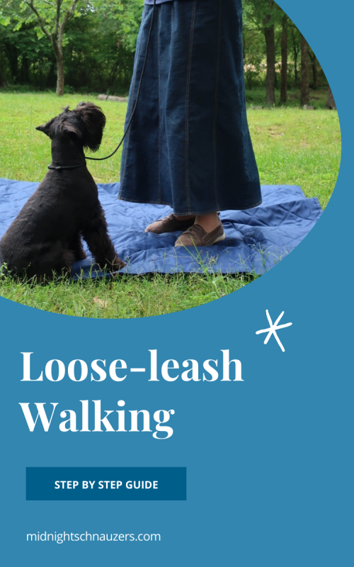 Miniature Schnauzer on leash - Midnight Schnauzers - Arkansas